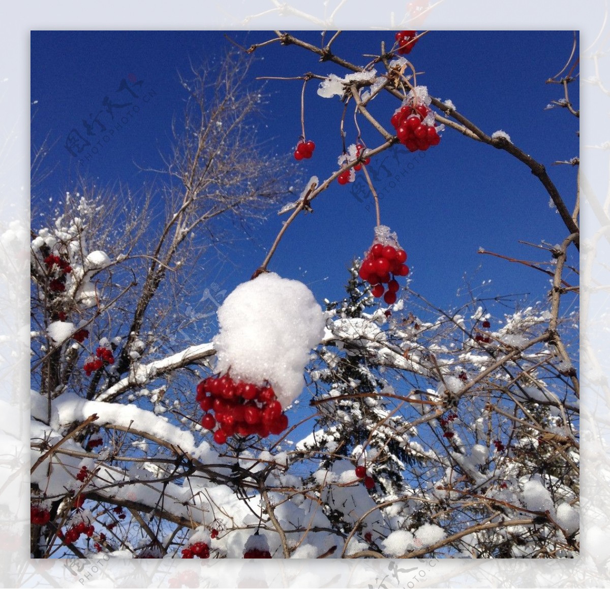 雪里红图片