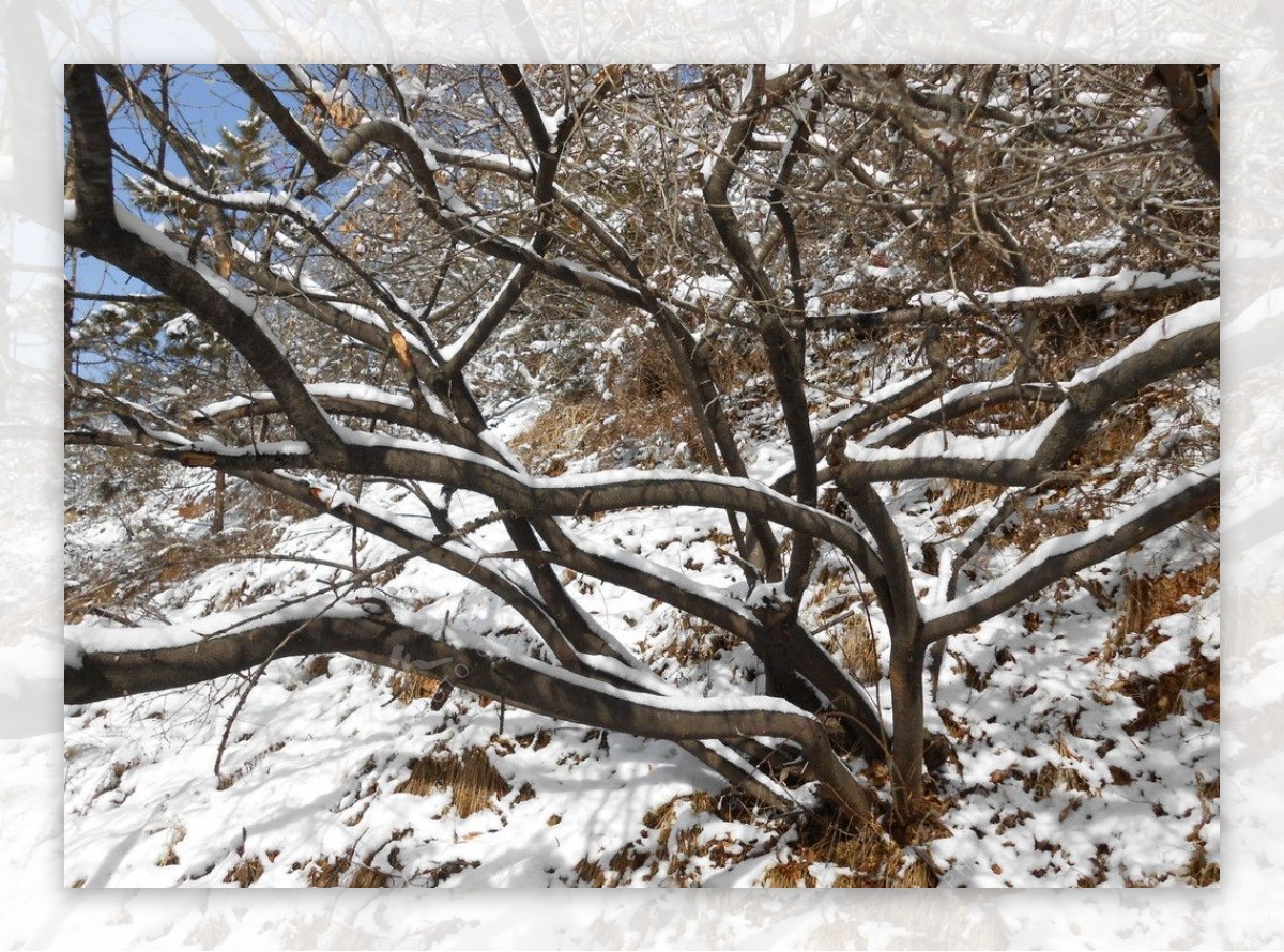 雪景图片