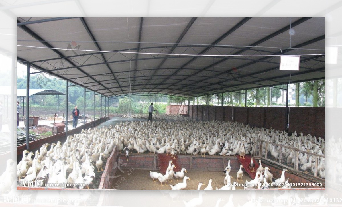 鸭和鸡养殖场图片