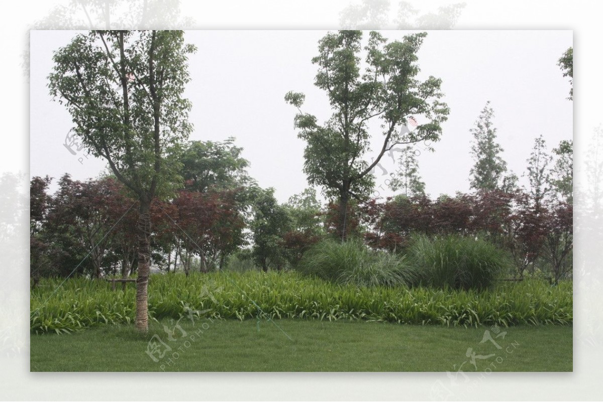 公园绿化植物树图片