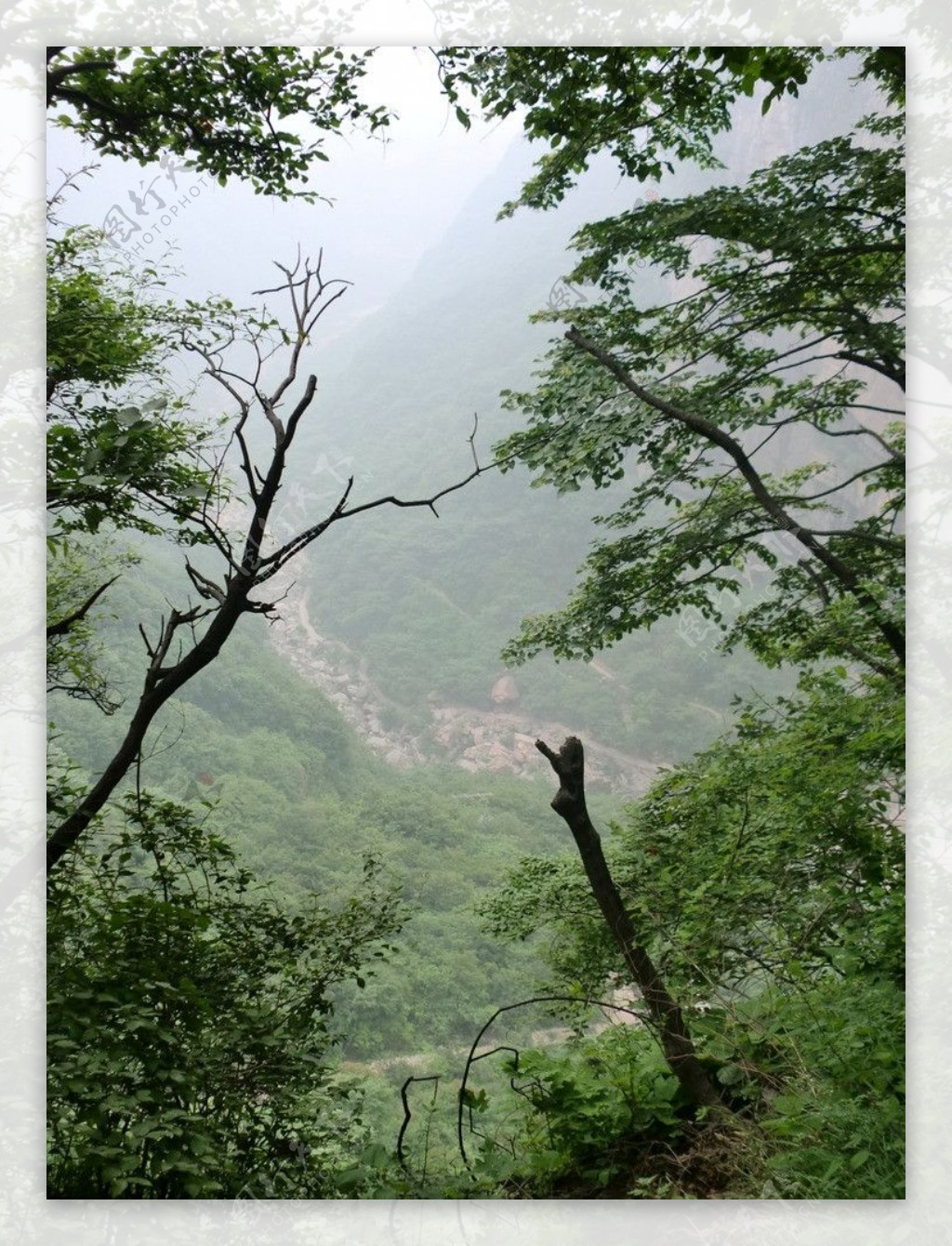 关山树林风景图片