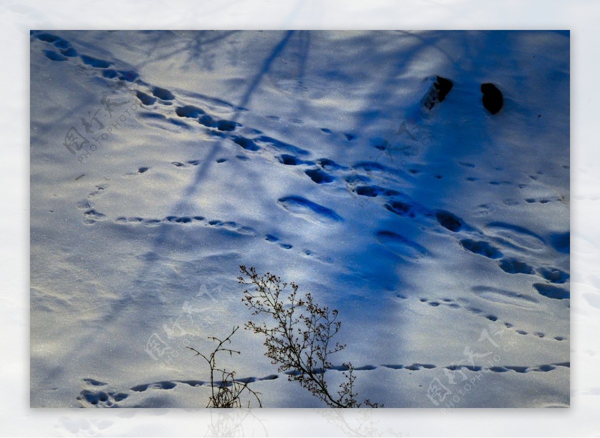 雪地上的印记图片