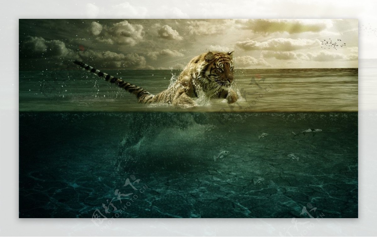 老虎跳水图片