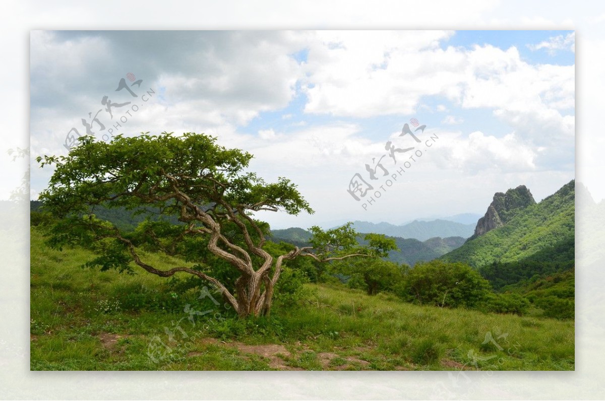 高山之木图片