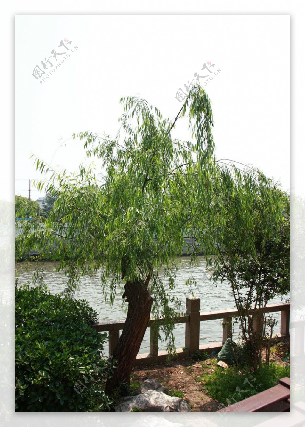 苏州河边柳树图片