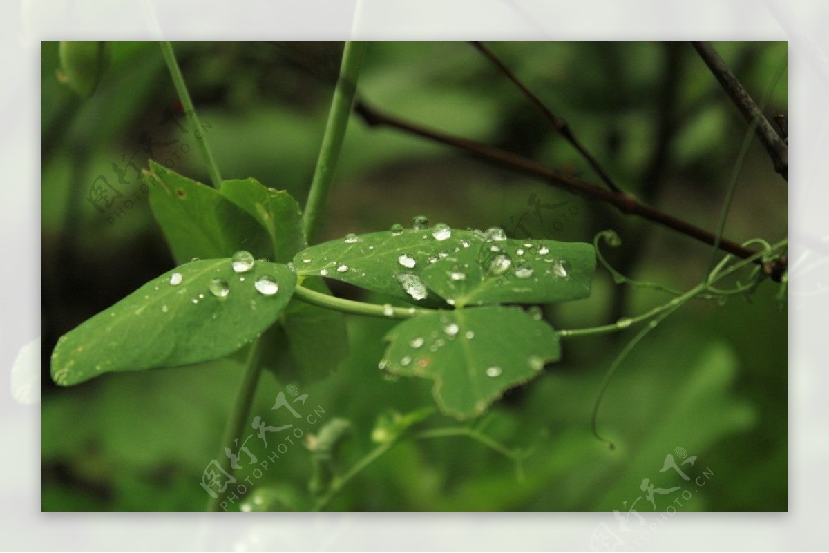 雨后图片