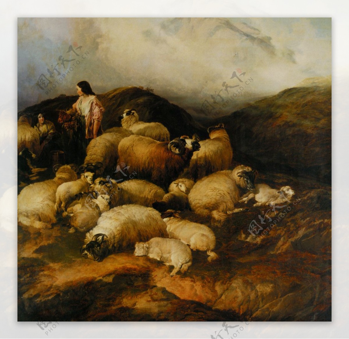 农民和羊图片