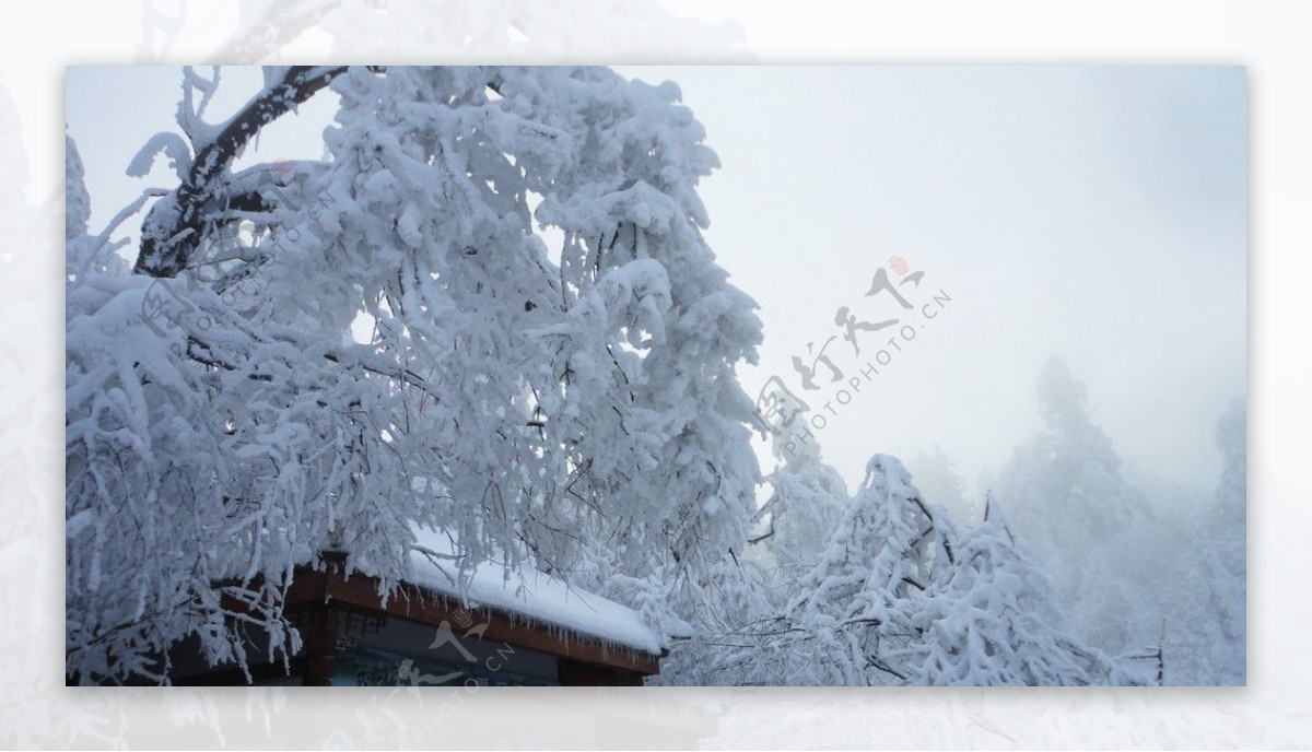 黄昏雪树图片