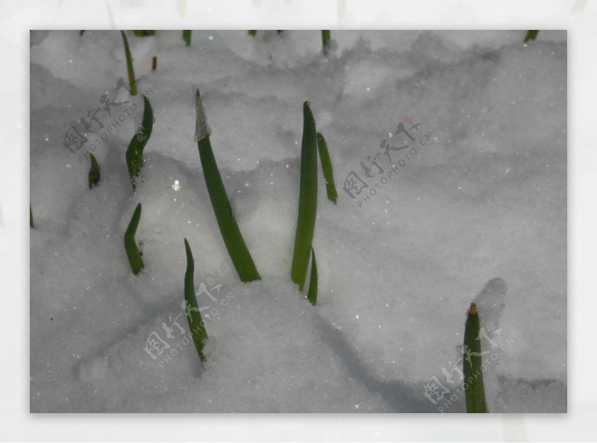 雪后植物雪景图片
