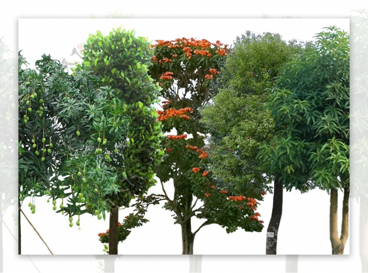 5种常用热带亚热带乔木素材图片