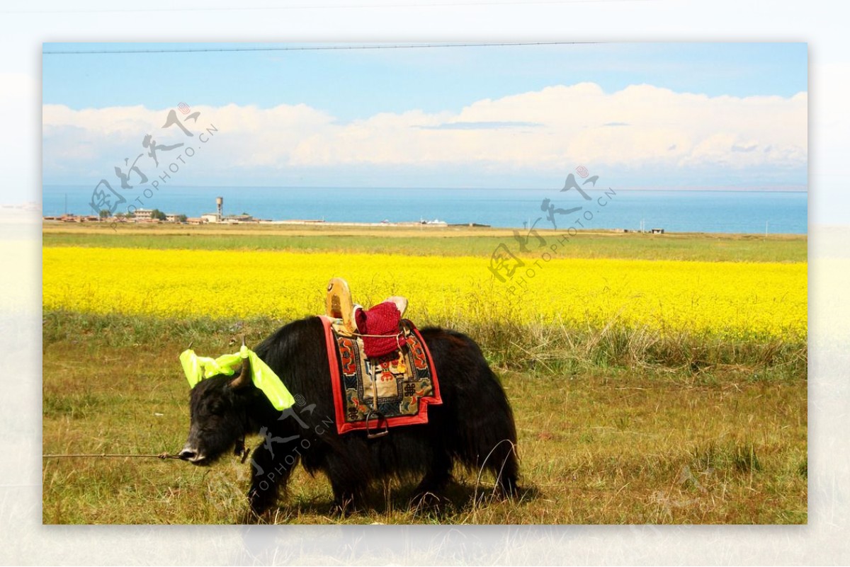 青海高原牦牛图片