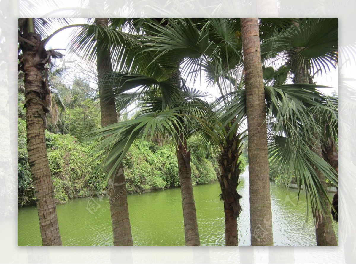 椰树绿水图片