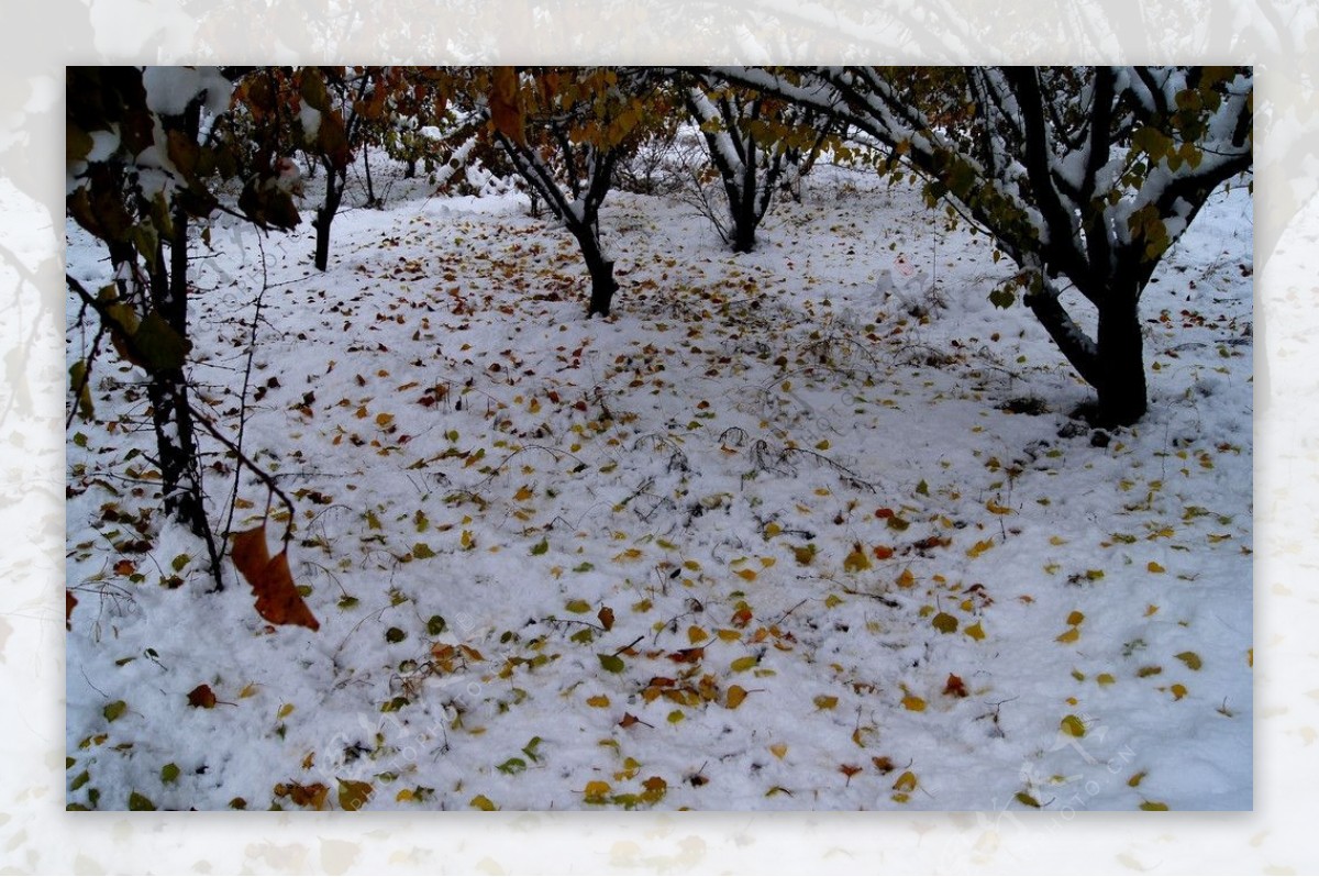 雪后图片