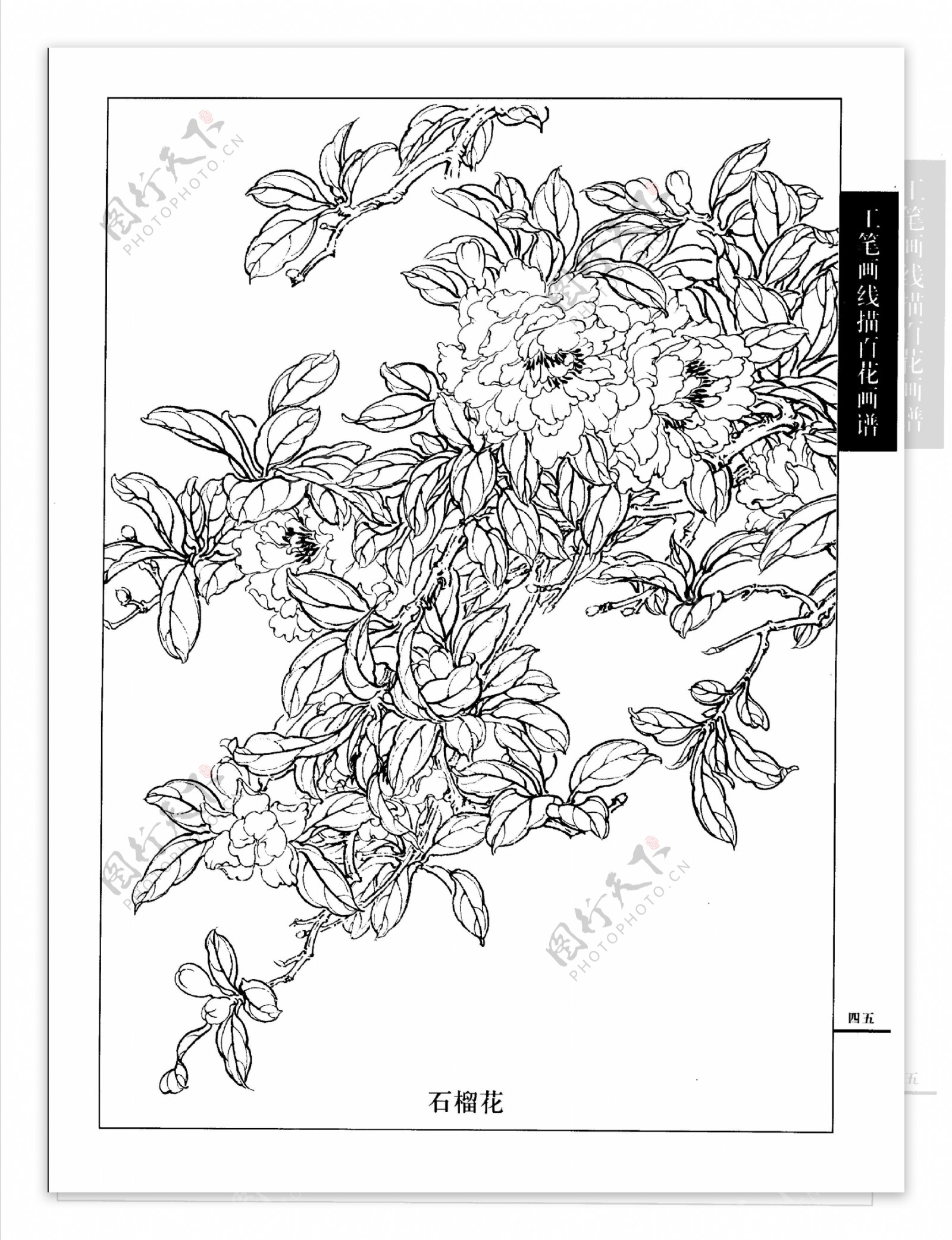 工笔画线描百花画谱石榴花图片