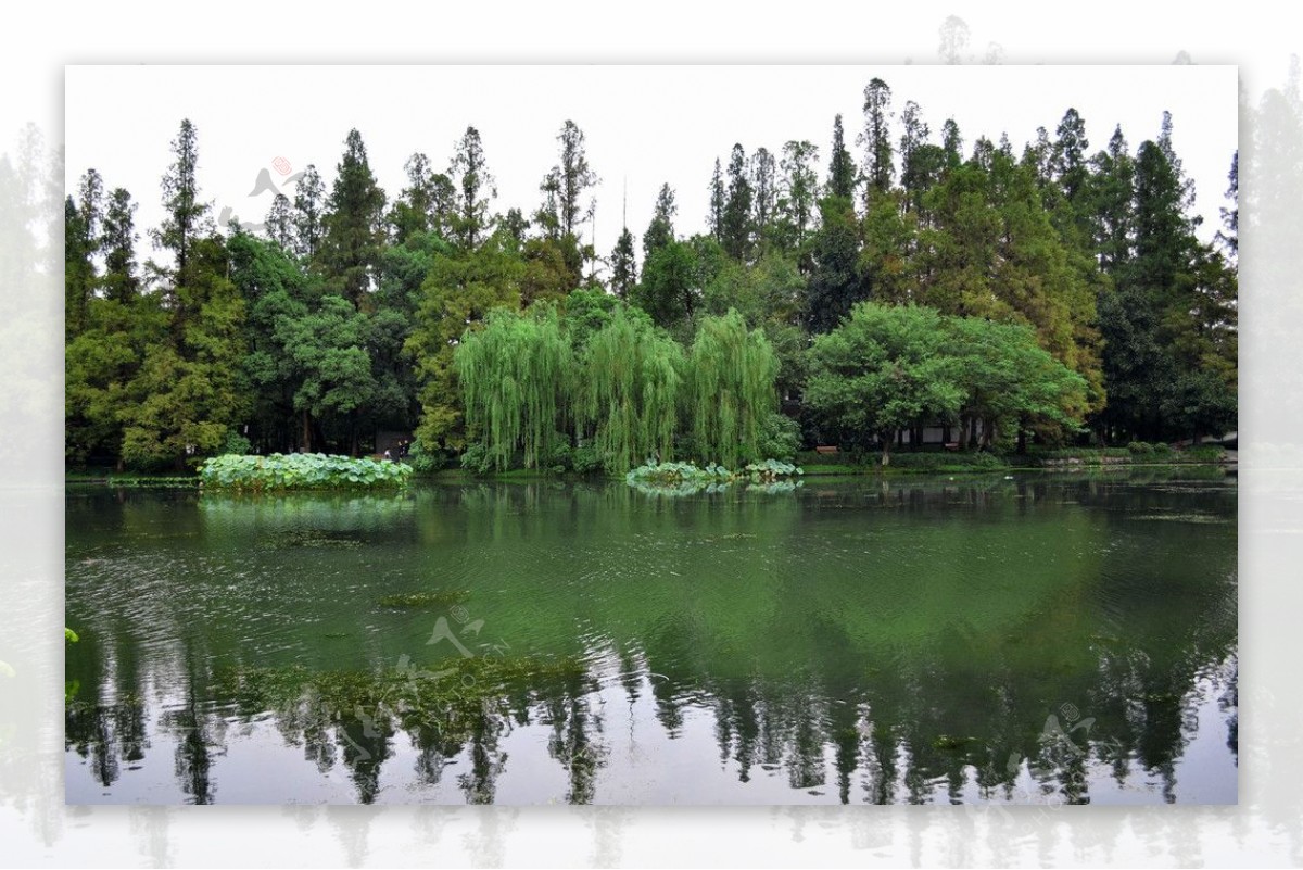 绿色西湖图片