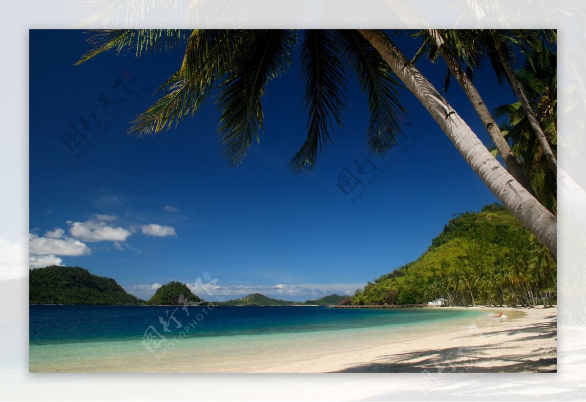 海岸椰树图片