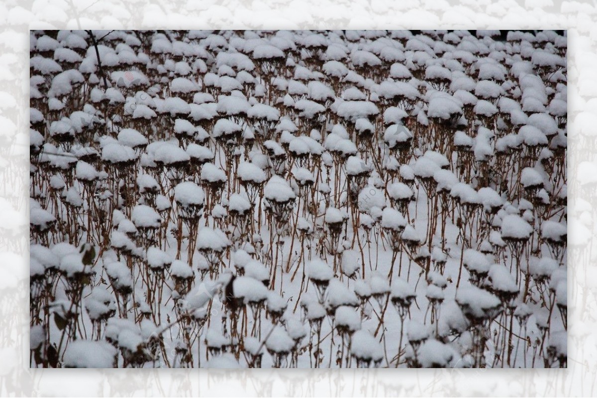 大雪图片