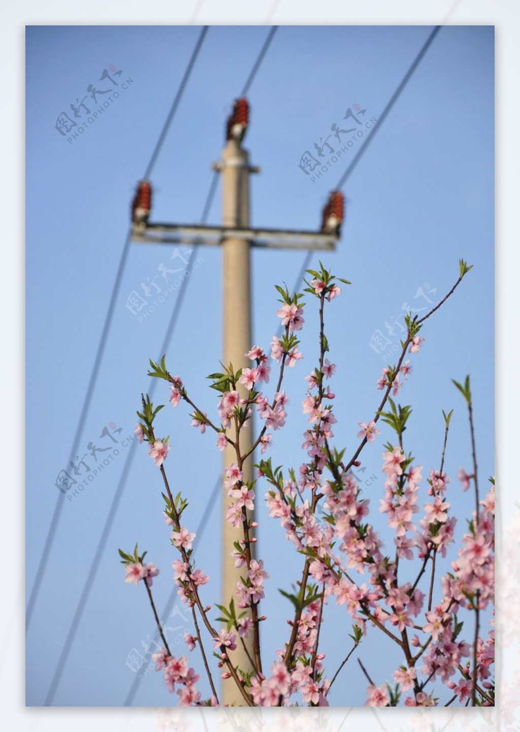 春日桃花与蓝天图片