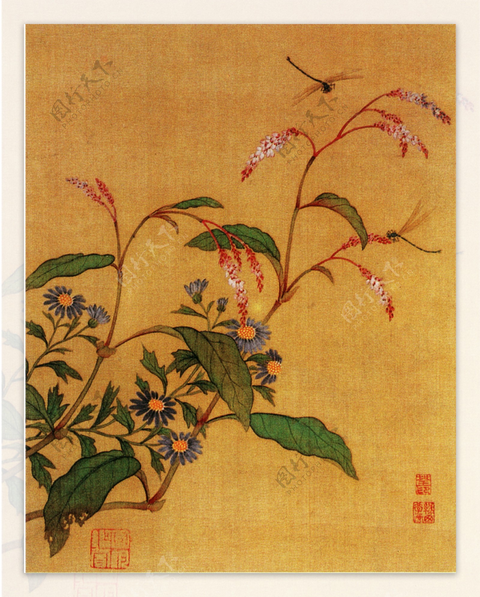 红蓼野菊图图片
