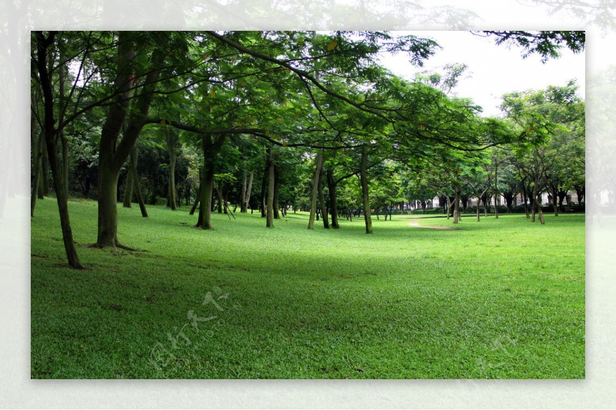 公园绿树林图片
