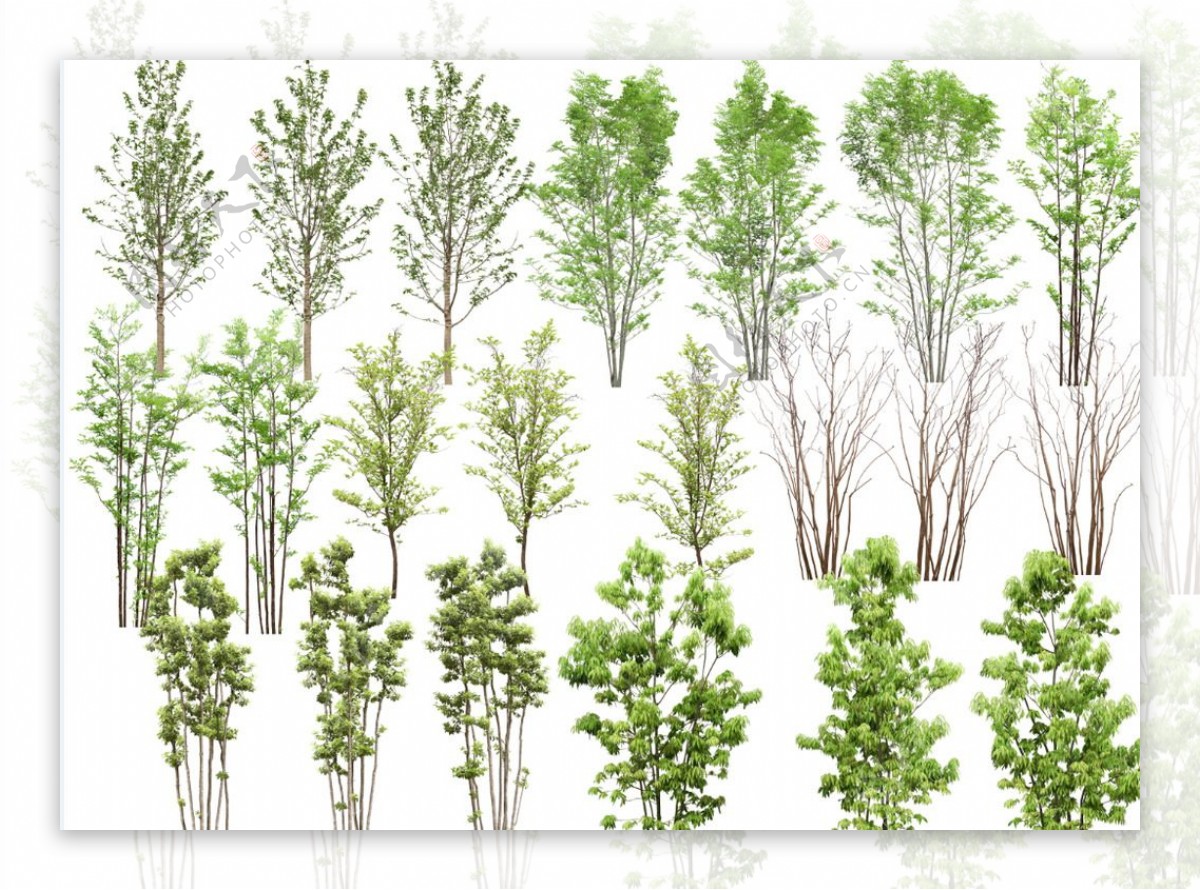 园林植物PSD素材图片