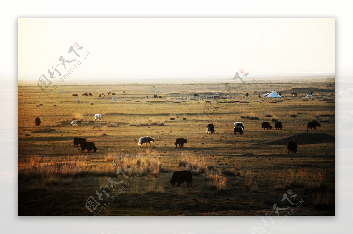 2012年青藏高原风光图片
