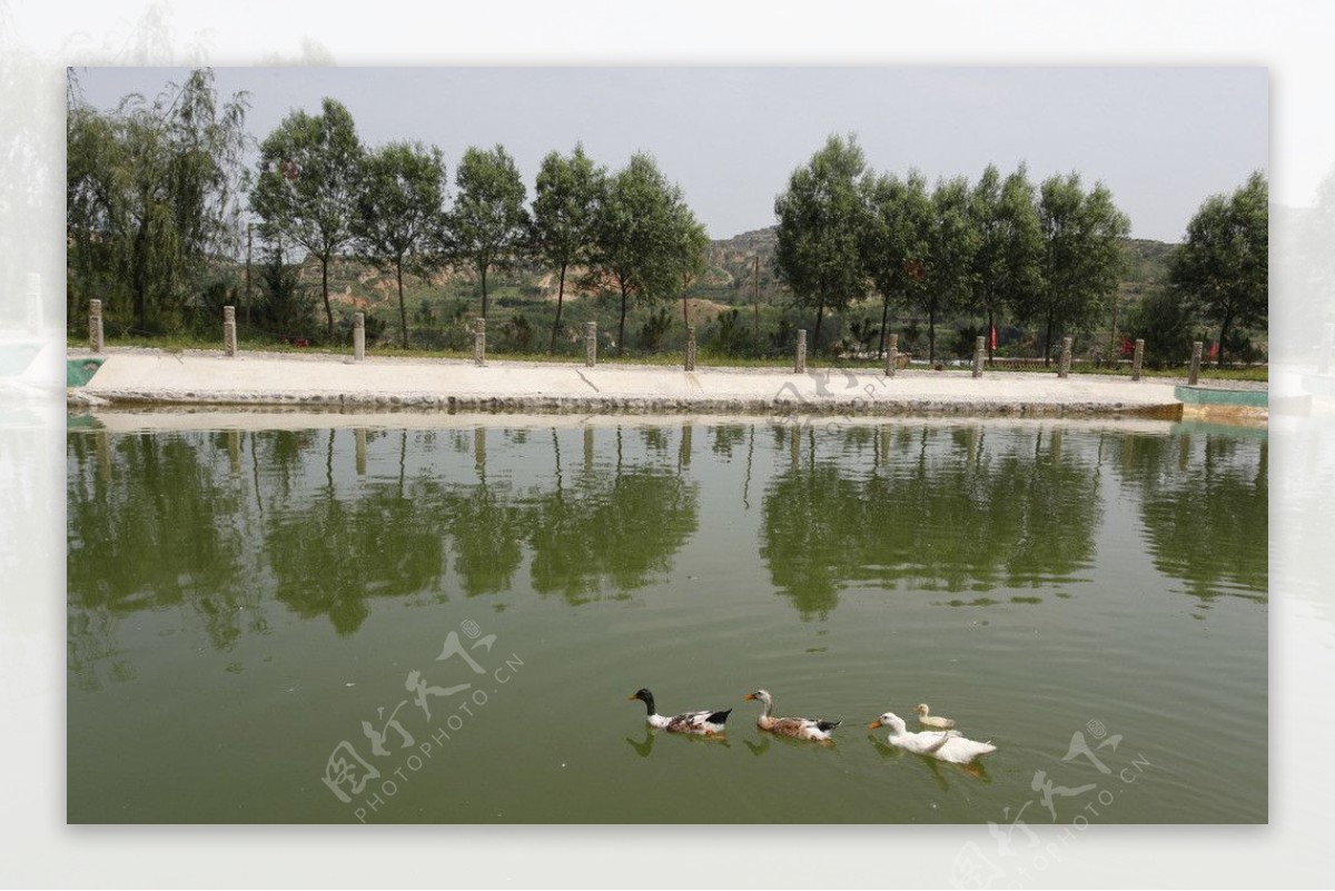 池塘鸭子图片
