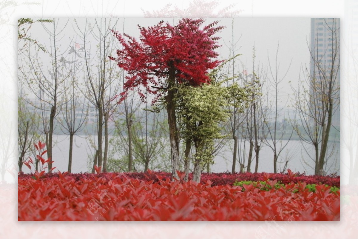 红枫园林绿化图片
