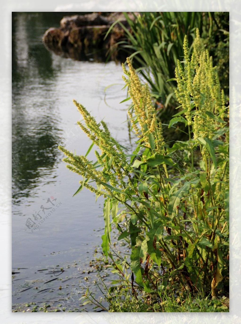 水边植物图片