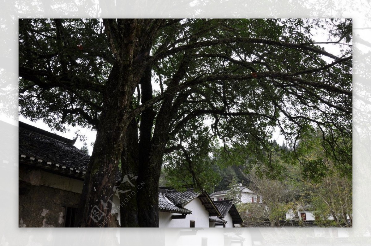 南方红豆杉椤木石楠图片