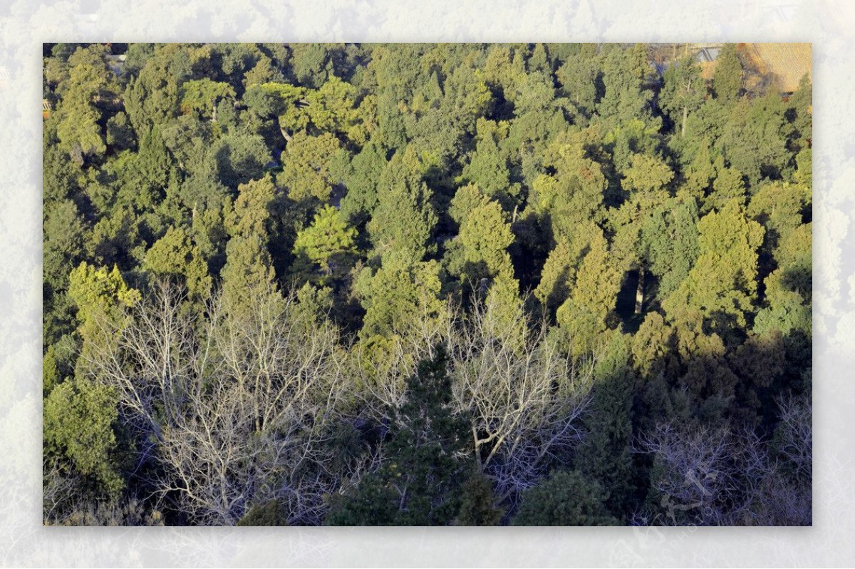 景山公园树木图片