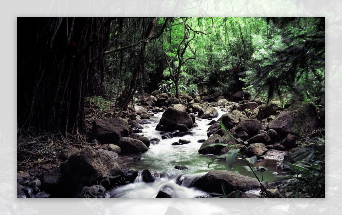 热带雨林中悠闲的小溪图片
