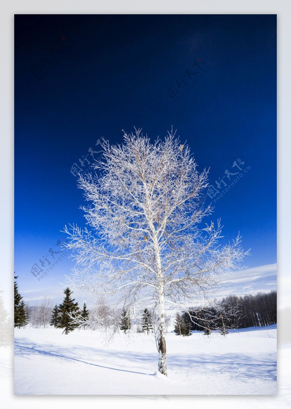 雪原上的白桦图片