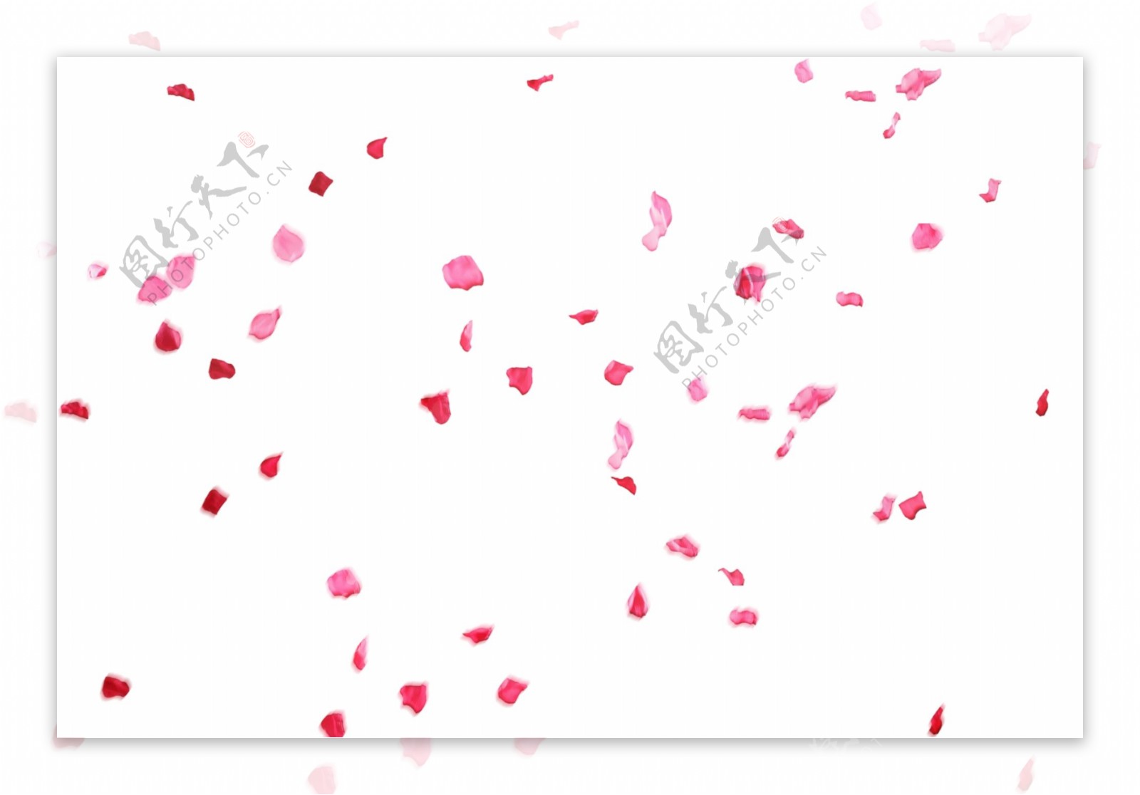 漂亮玫瑰花瓣PSD图片