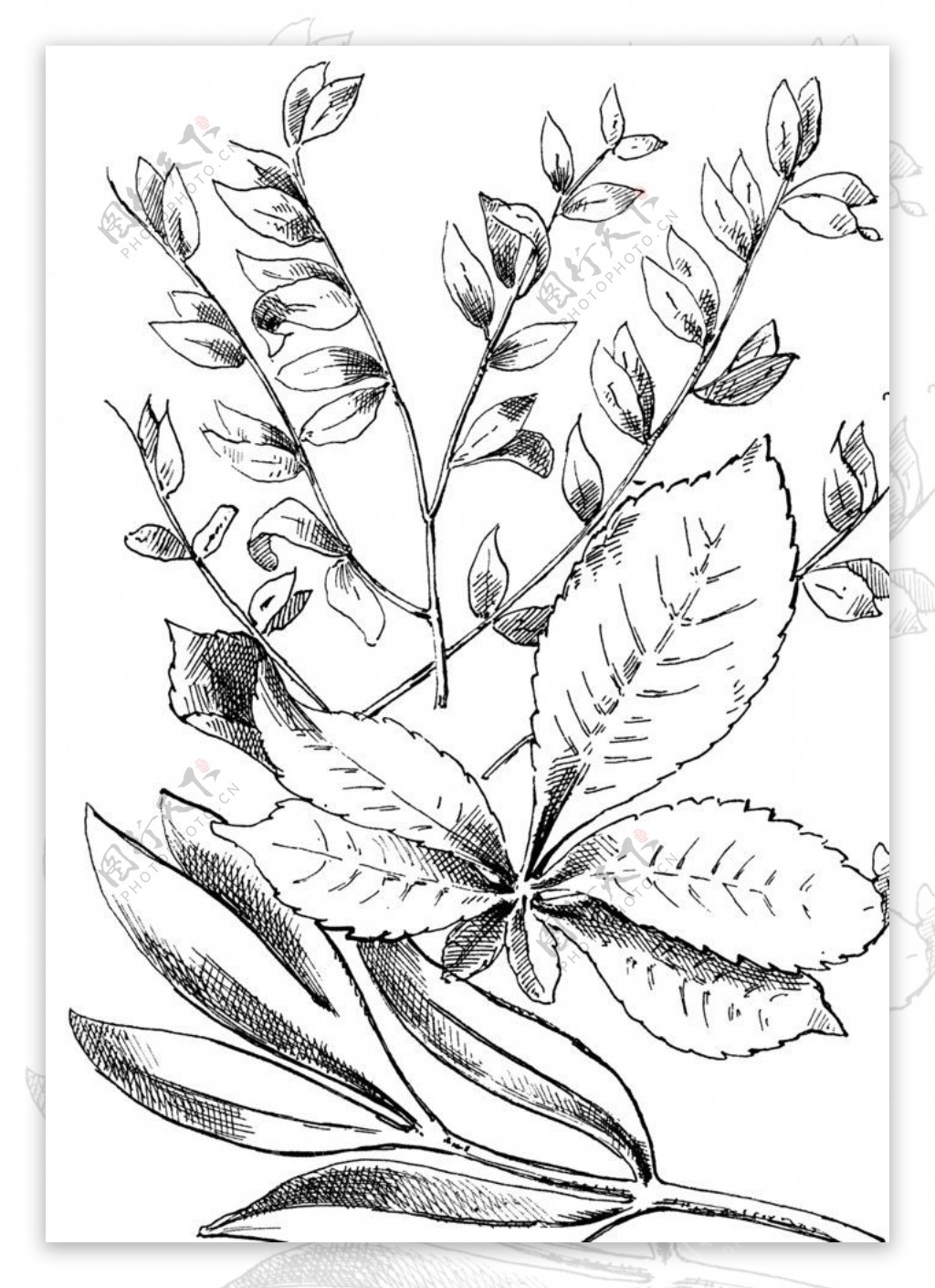 植物素描图片