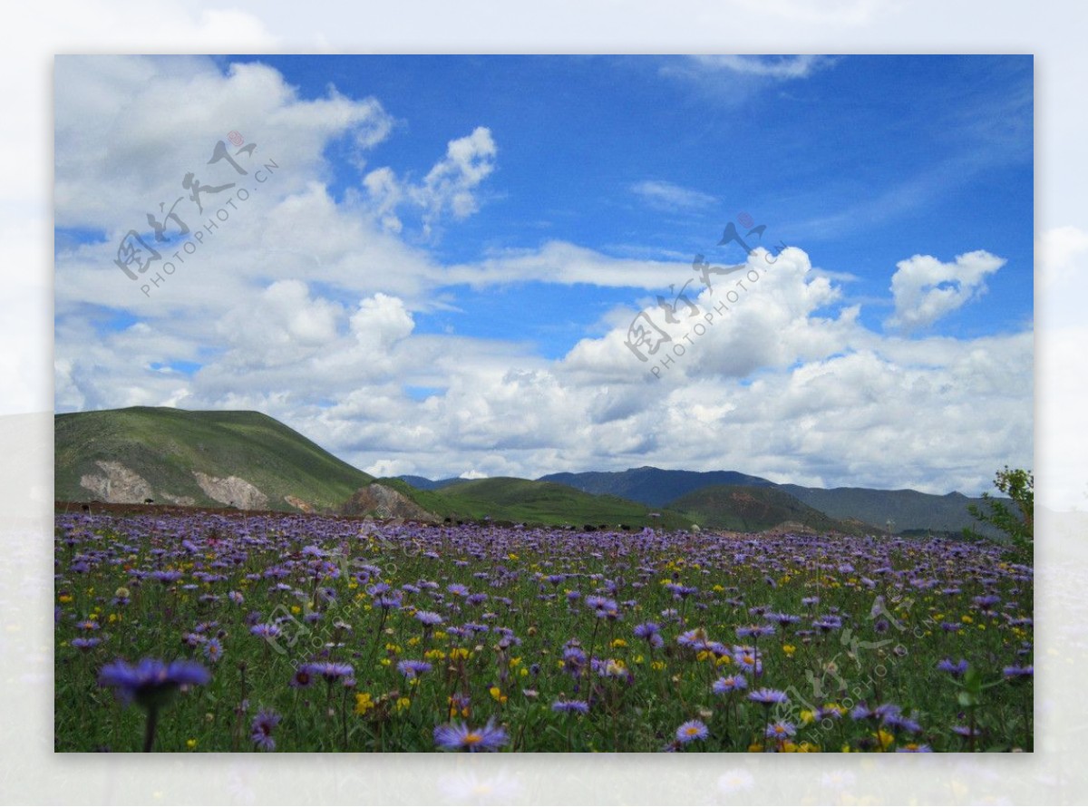 纳帕海花朵图片