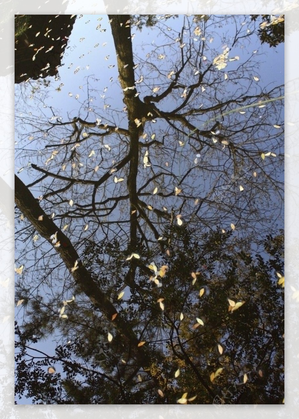 倒映在水中的树木图片