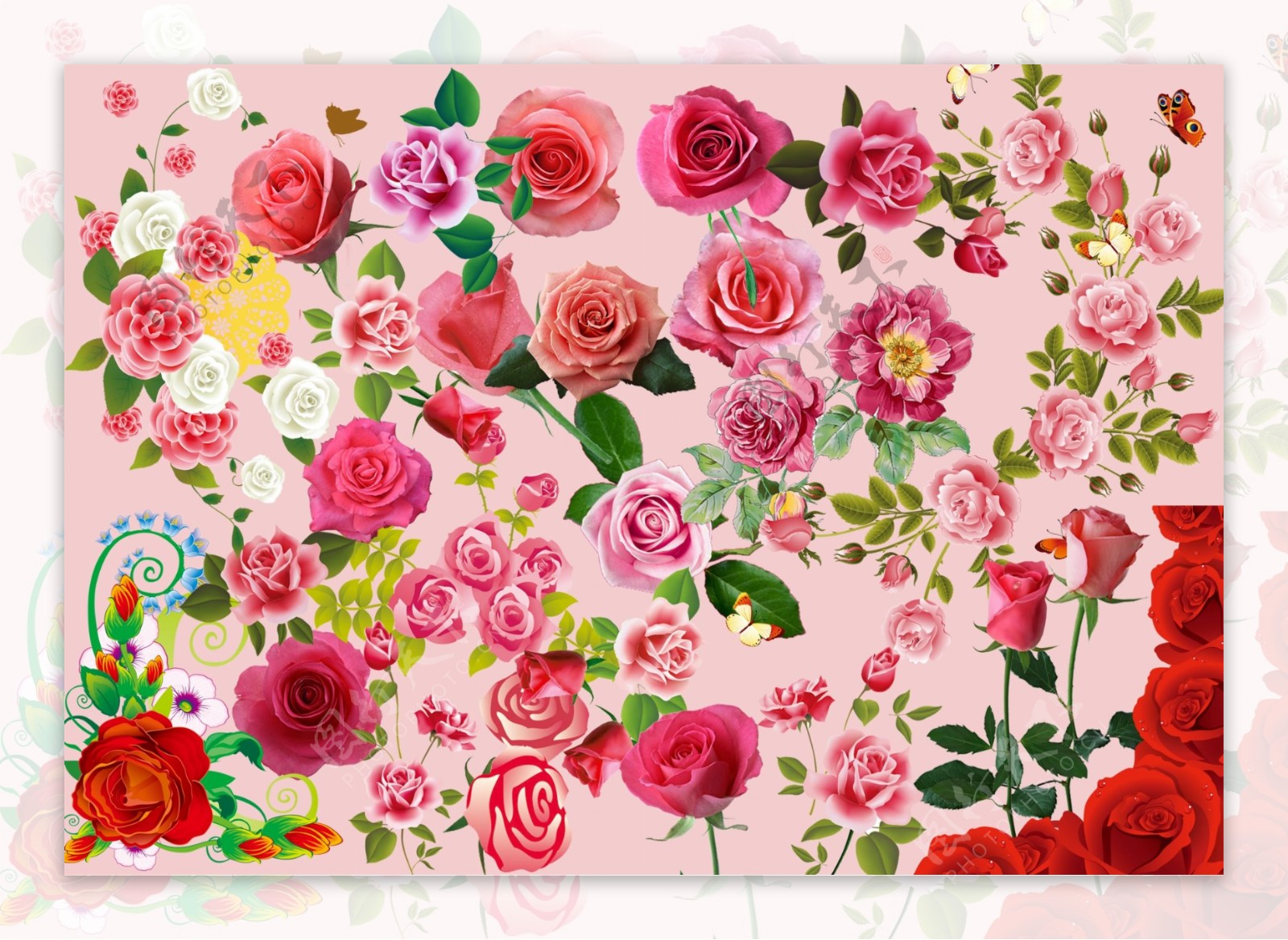 玫瑰花高清电脑桌面壁纸图片，分辨率：2560x1600__财经头条