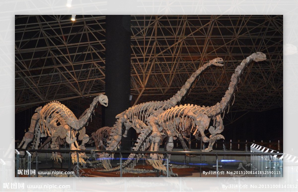 禄丰恐龙化石骨架复原图片
