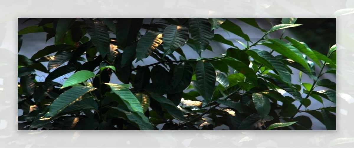 黄桷兰树图片