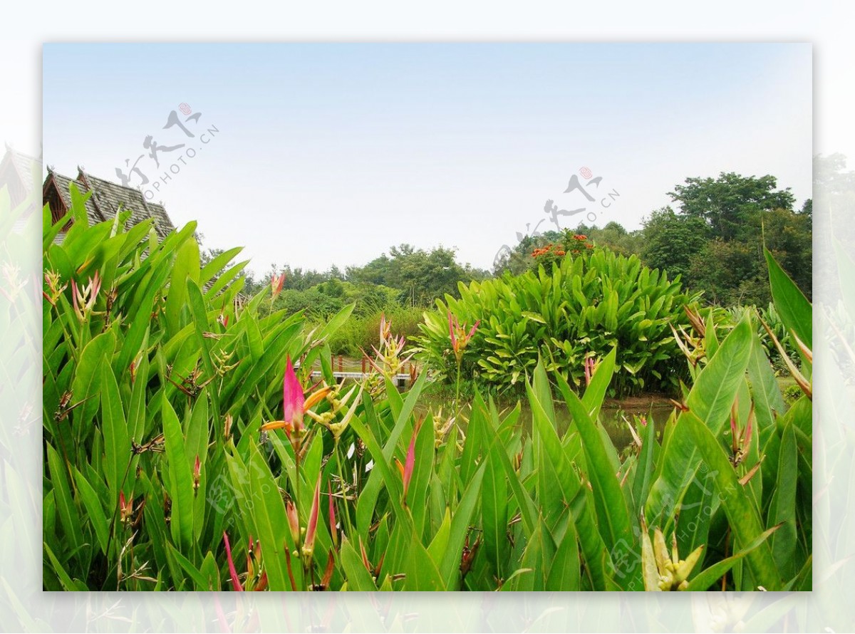 西双版纳植物园风光图片