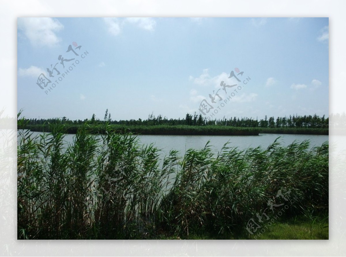上海崇明东滩湿地照片图片