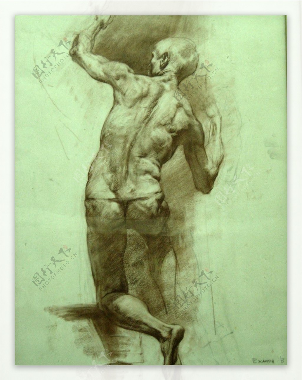俄罗斯美术素描作品男人体背部像图片