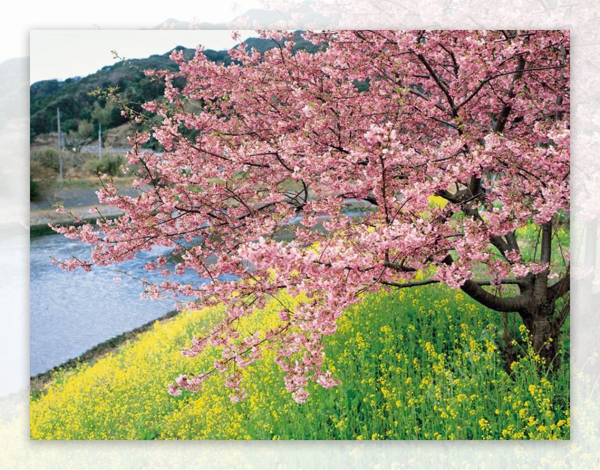 野生桃树图片