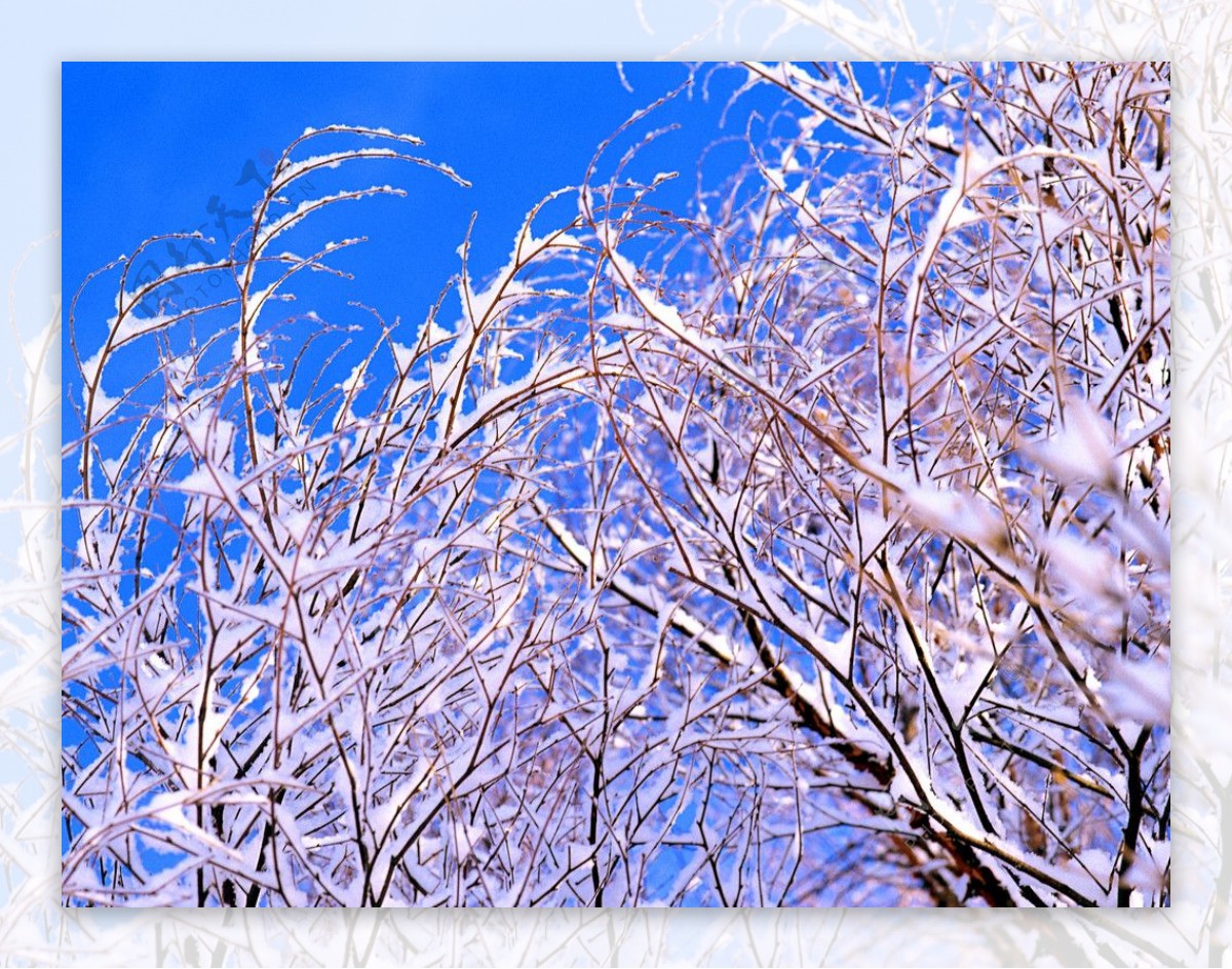 雪裹枝头图片