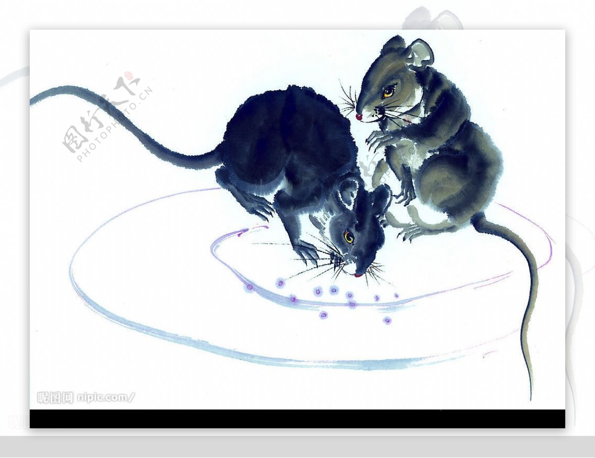 老鼠2图片