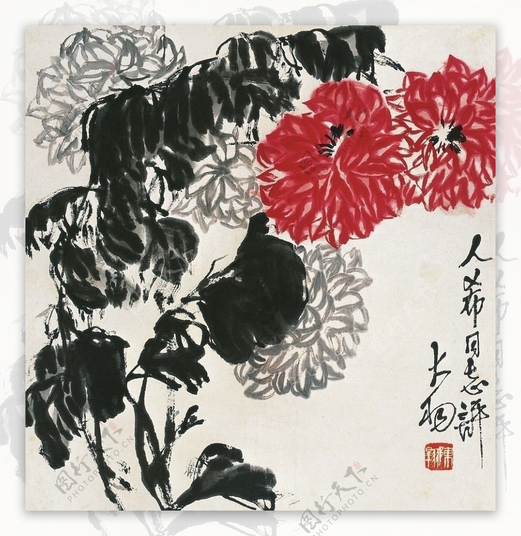 菊花图片