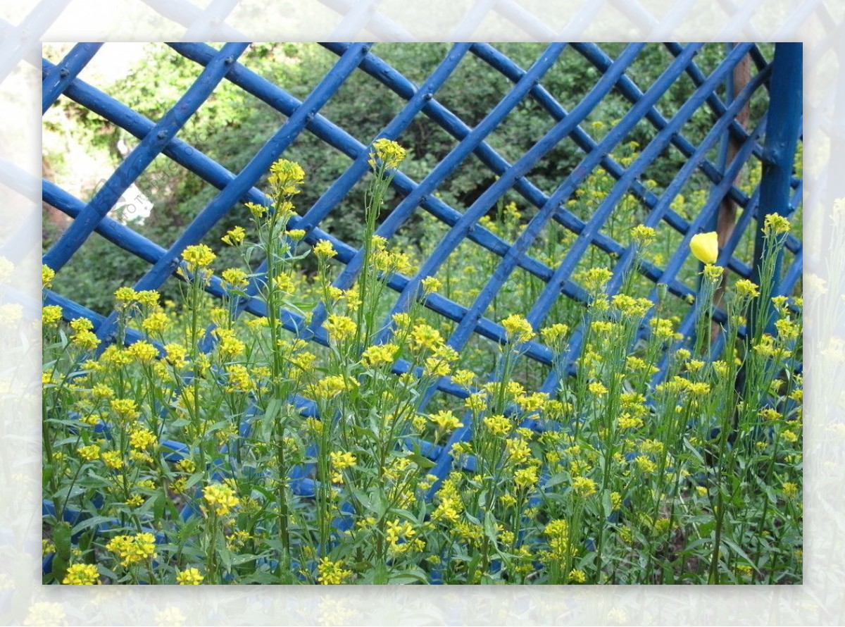 野花与篱笆图片