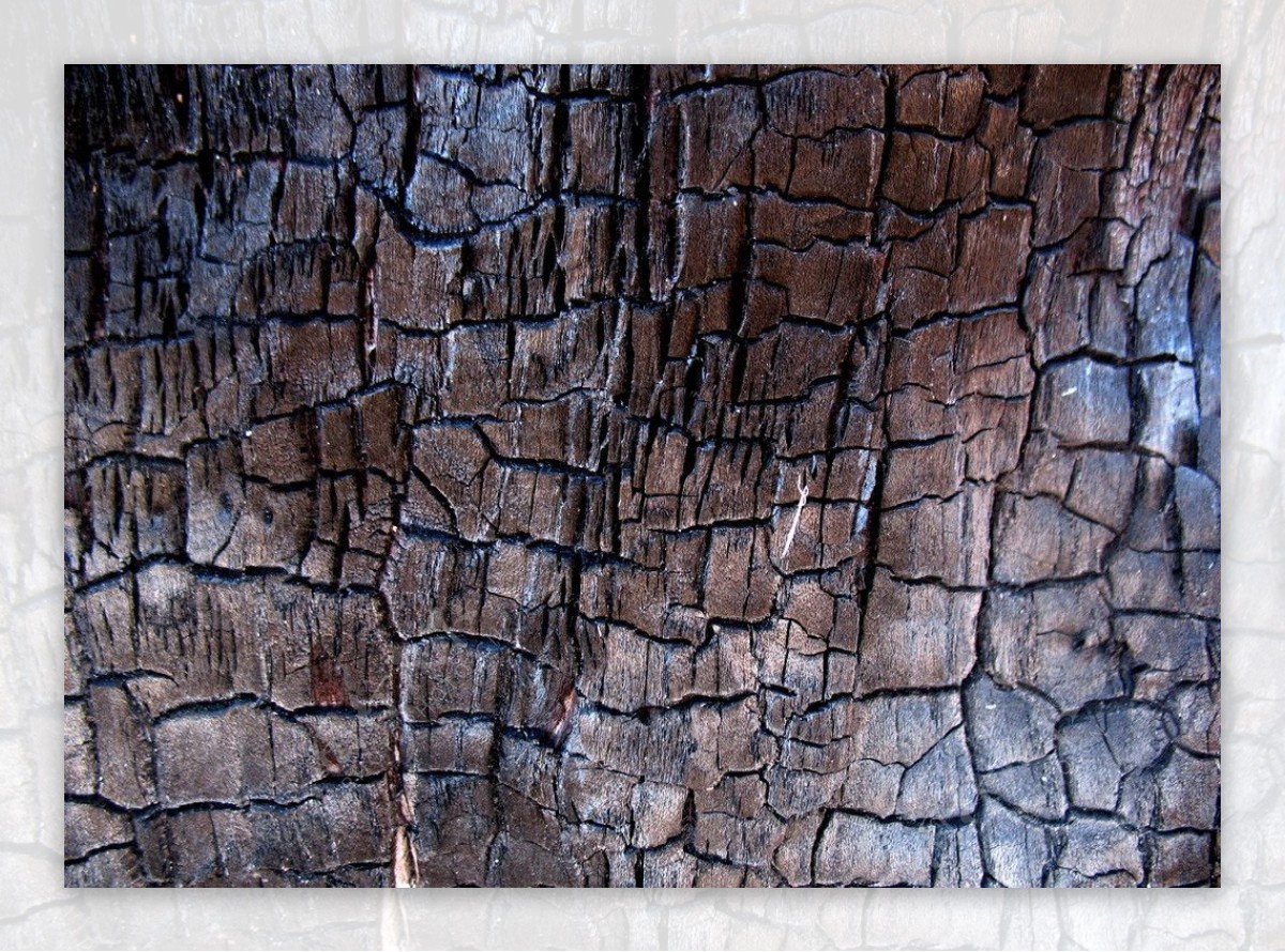 块状树皮图片