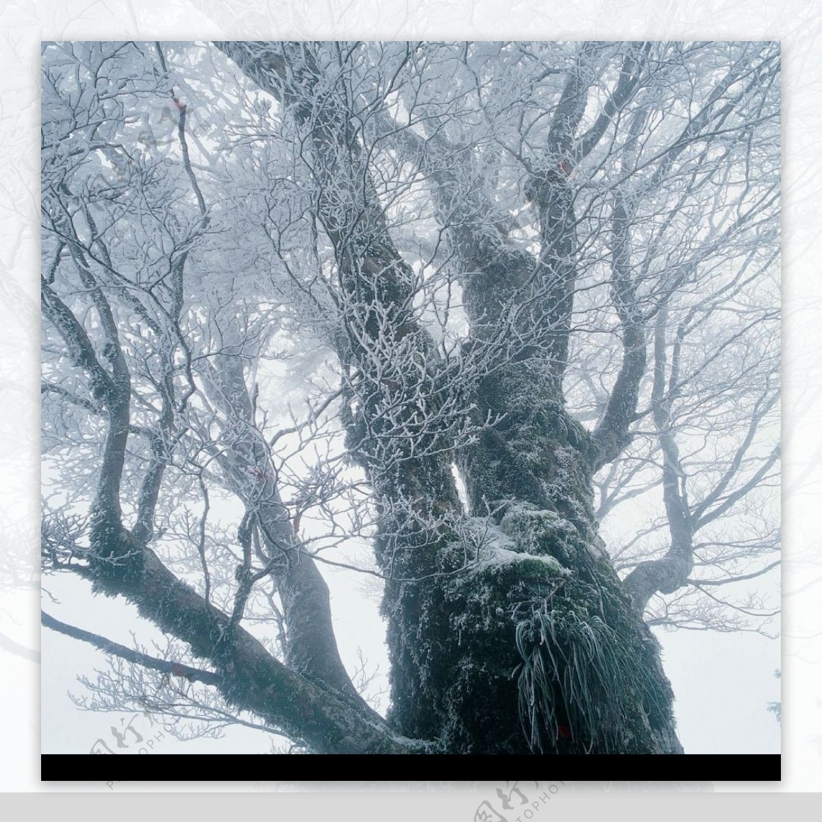 雪中大树图片